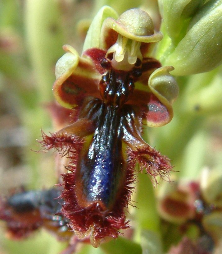 Ophrys regis-ferdinandii